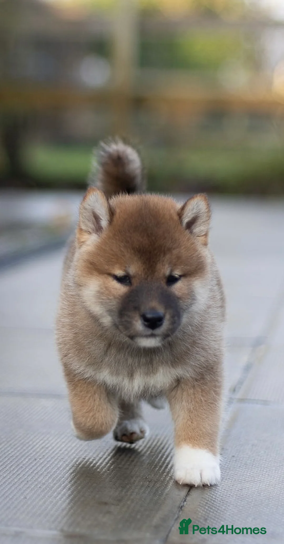 Japanese Shiba Inu dogs for sale: ❤️ Fall in Love with a Shiba Girl — Reduced Price - Advert 31