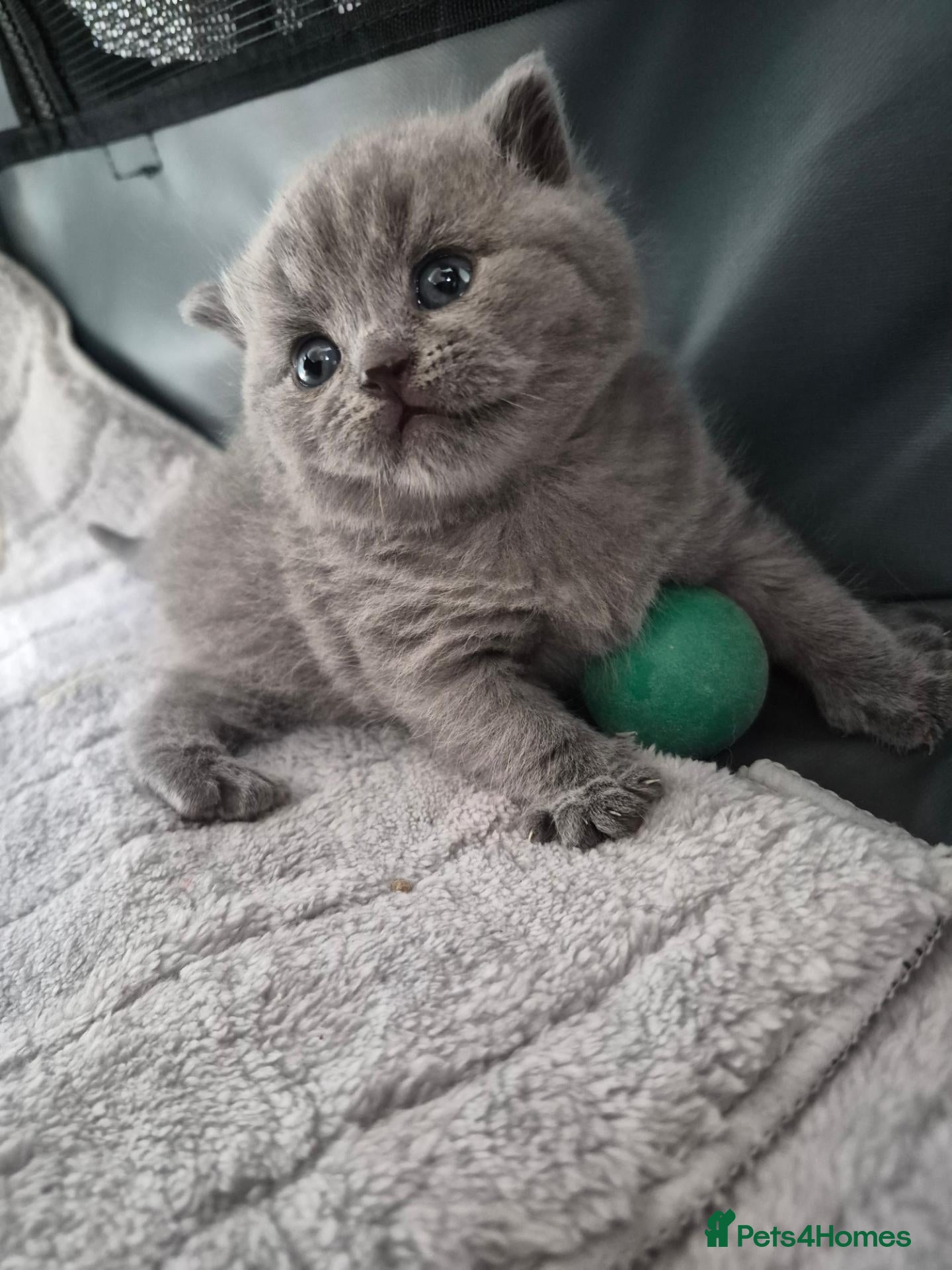 British Shorthair cats GCCF British Shorthair Kittens - Blue and Lilac  - Advert 5