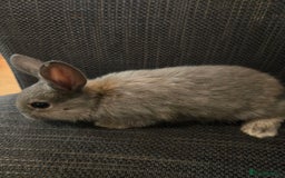 Rex rabbits for sale: 5 week old baby bunnies  - Advert 4