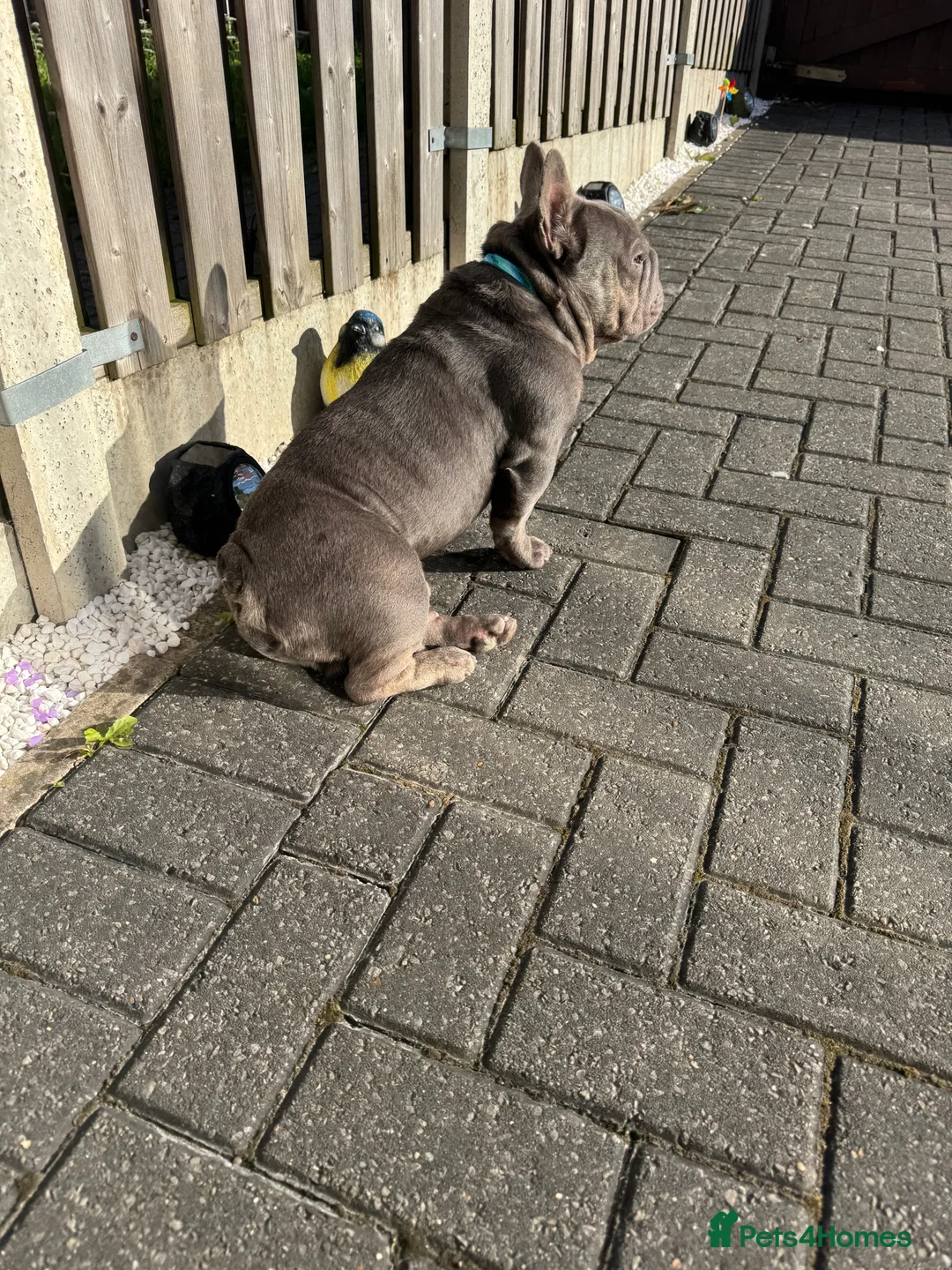 French Bulldog dogs for sale: French bulldog in Pontefract - Advert 2