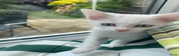 Mixed Breed cats for sale: 3 gorgeous white kittens 12 weeks old - Advert 15