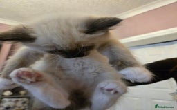 Ragdoll cats for sale: Purebred Ragdoll kittens, blue, seal, Lynx mitted - Image 13