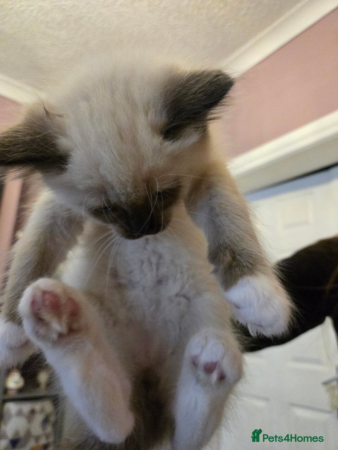 Ragdoll cats for sale: Purebred Ragdoll kittens, blue, seal, Lynx mitted - Image 13