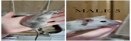 Mouse rodents for sale: Male Mice - Advert 6