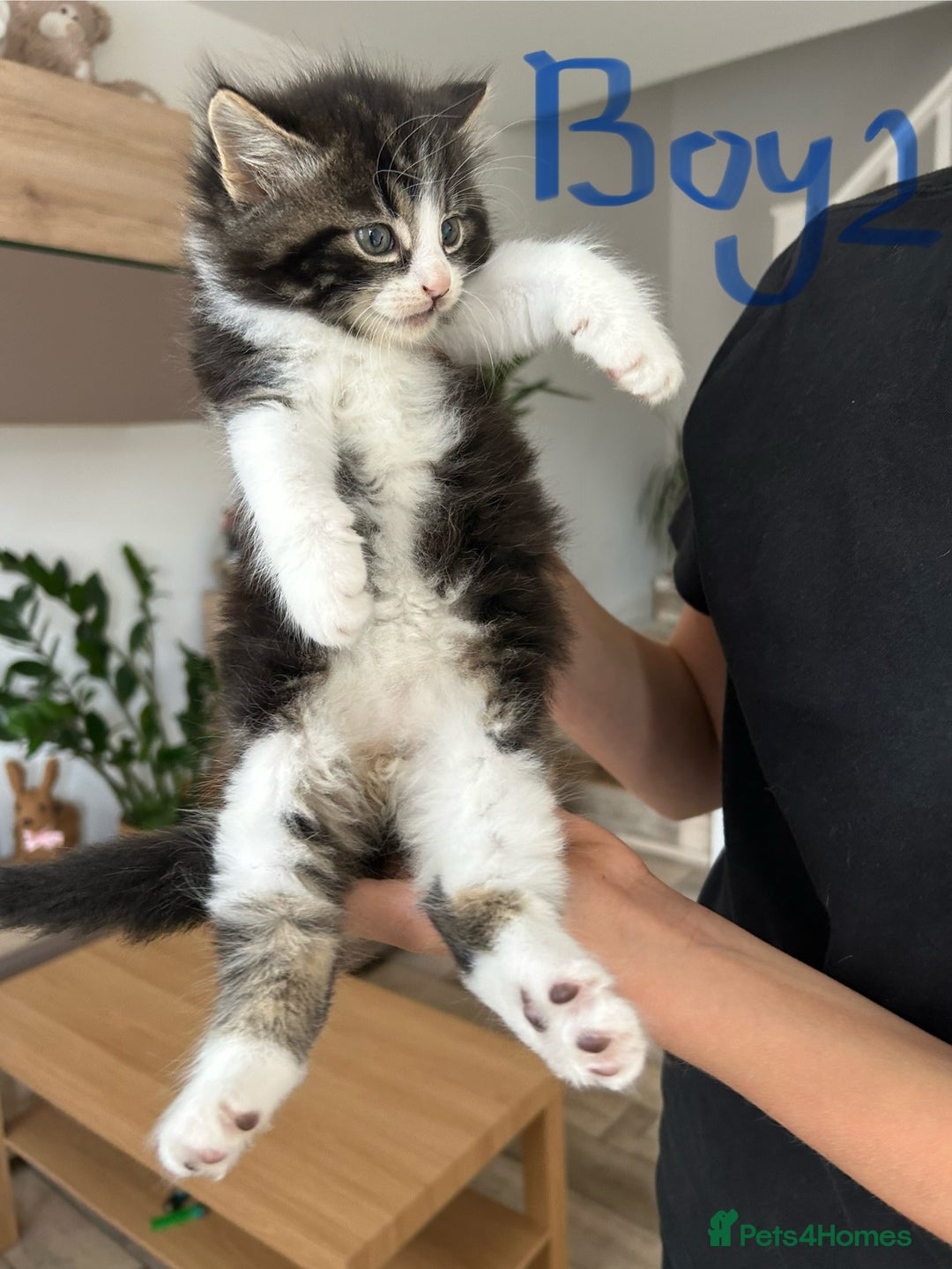Norwegian Forest Cat cats for sale: 😸Kittens looking for a new family😸 - Image 3