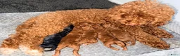 Toy Poodle dogs for sale: KC Toy Poodle puppies for sale in Nottingham - Advert 8