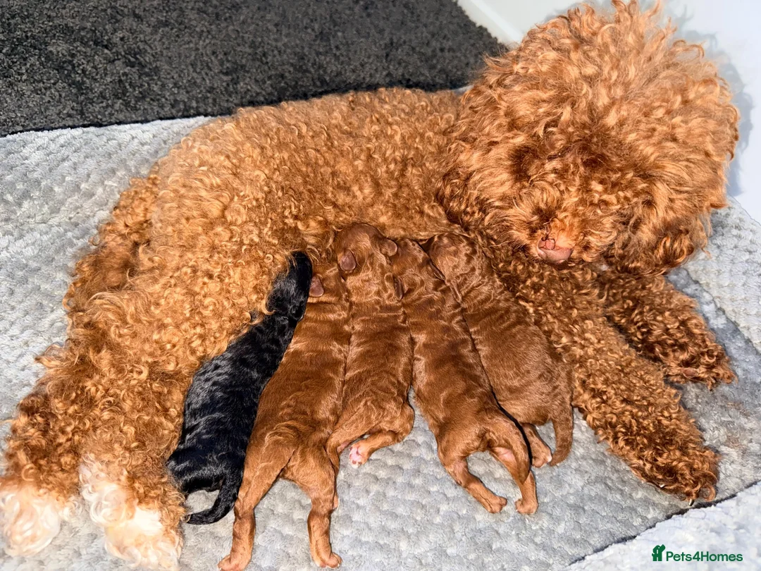Toy Poodle dogs for sale: KC Toy Poodle puppies for sale in Nottingham - Advert 8