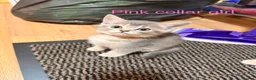 Mixed Breed cats for sale: Lovely British Shorthair and Abyssian mix kittens in Livingston - Advert 8