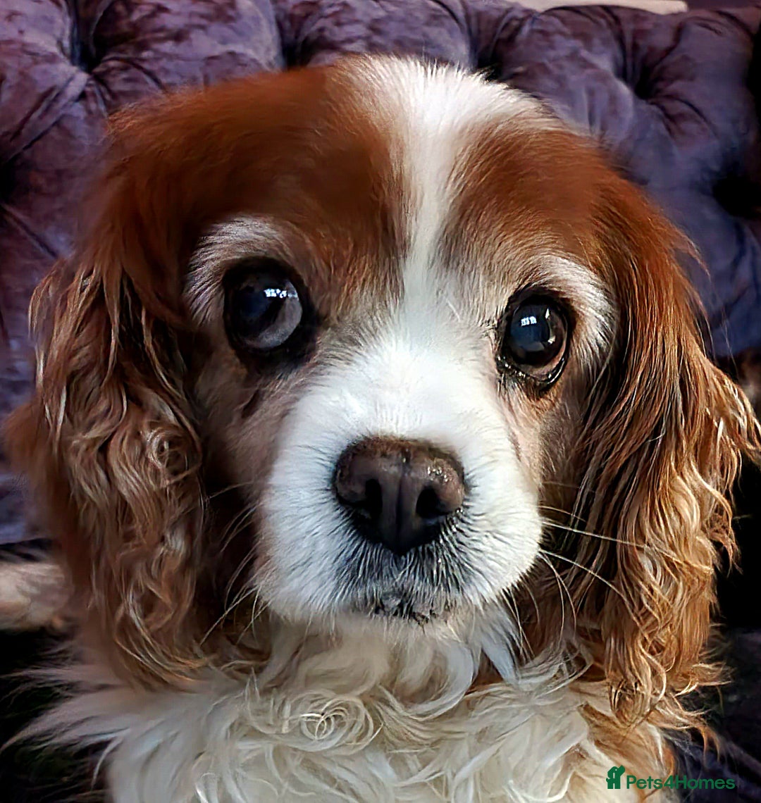 Cavalier King Charles Spaniel dogs for sale: Beautiful king's Chevalier spaniel  - Image 1