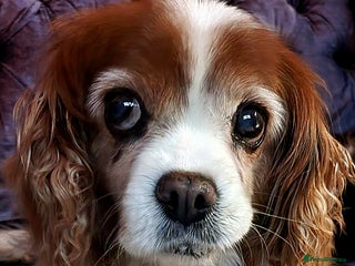 Cavalier King Charles Spaniel dogs - Advert 1