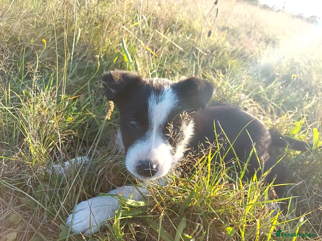 Border Collie dogs for sale: Working Border Collies Puppies - Image 5