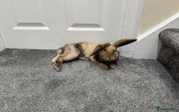 Mini Lop rabbits for sale: Young Male Rabbit/ Complete Starter Kit – Friendly - Image 3