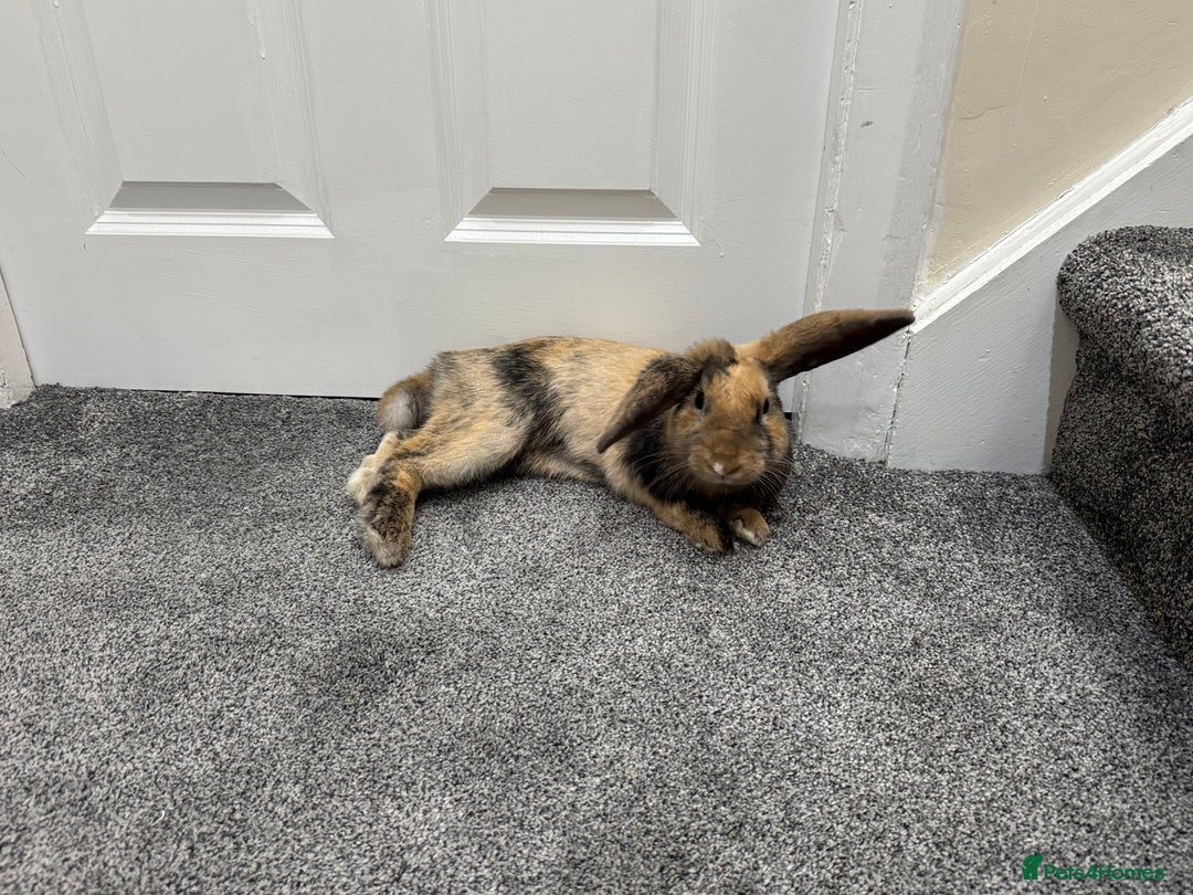 Mini Lop rabbits for sale: Young Male Rabbit/ Complete Starter Kit – Friendly - Image 3