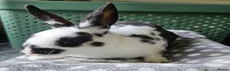 Rex rabbits for sale: Rex & Mini Rex Kits Available - Advert 22