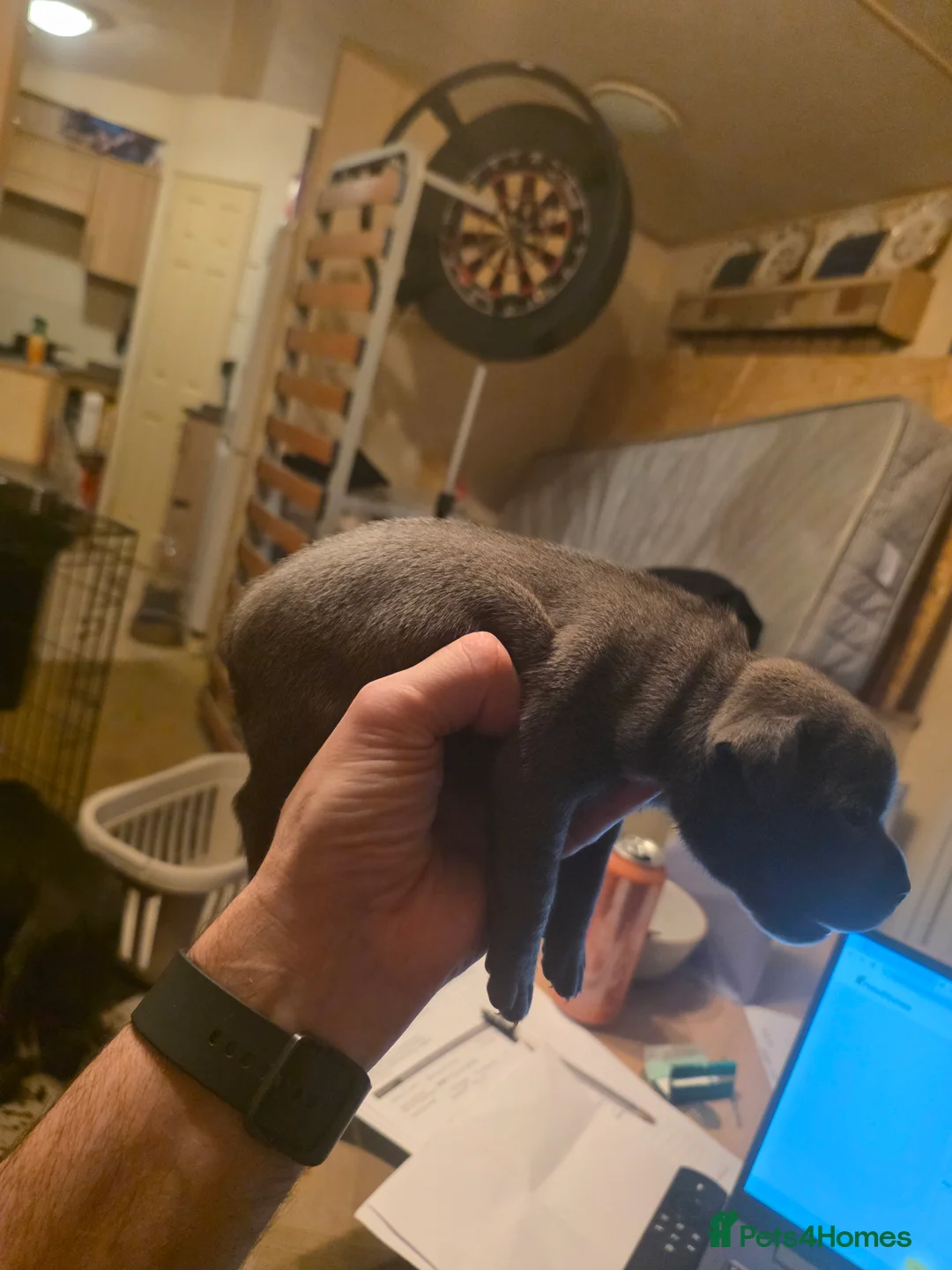 Staffordshire Bull Terrier dogs for sale: Blue Staffordshire Bull Terrier - Advert 5