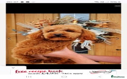 Cavapoochon dogs for sale: Top quality cavapoochons - Image 13