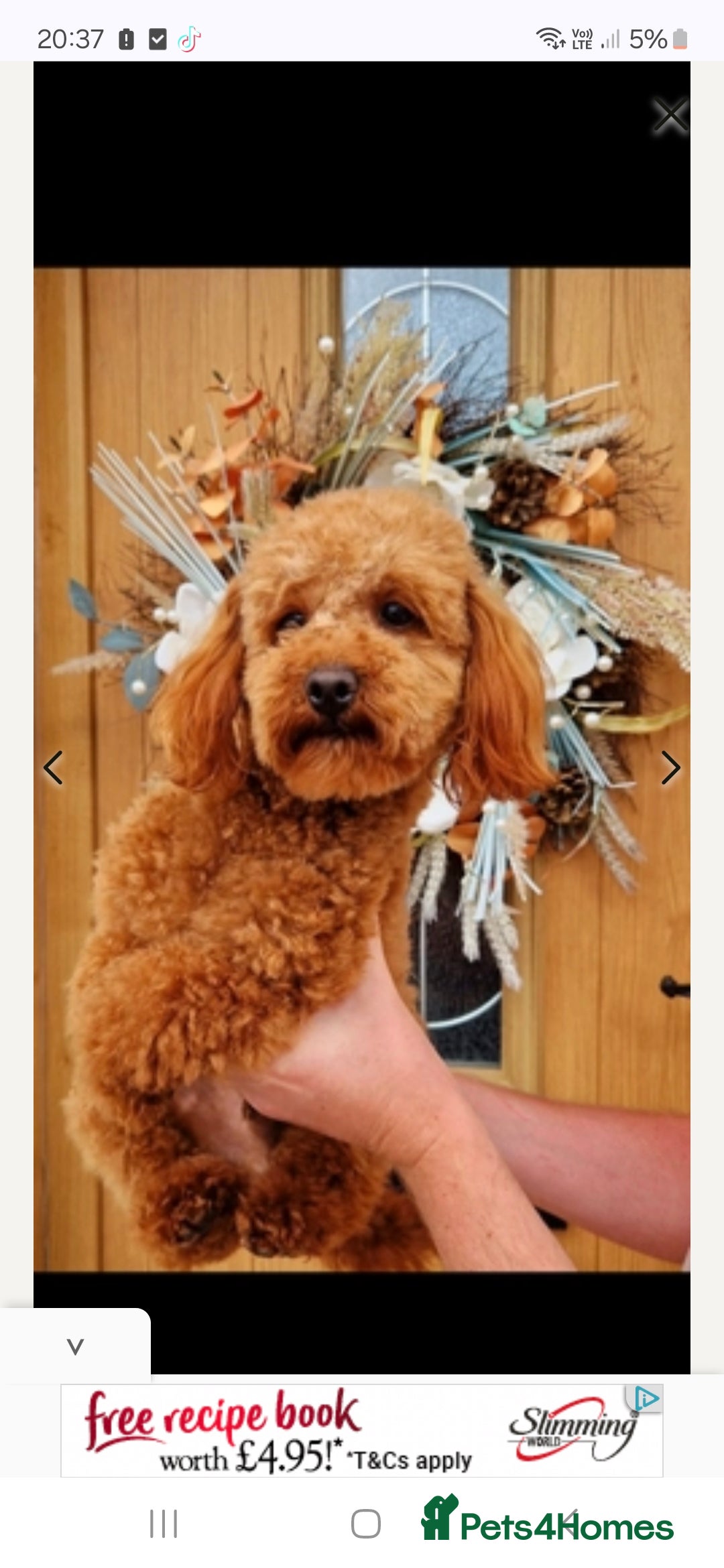 Cavapoochon dogs for sale: Top quality cavapoochons - Image 13