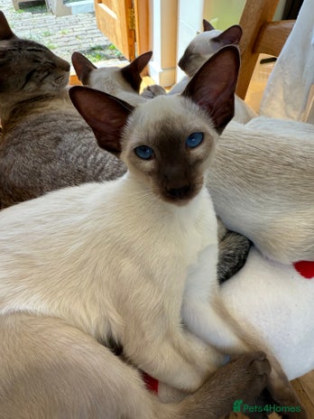 Siamese cats - Advert 1