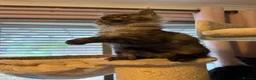 Maine Coon cats for sale: Tica registered black smoked male Maine coon - Advert 20
