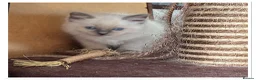 Ragdoll cats for sale: 4 Stunning male pure ragdoll kittens  - Advert 9