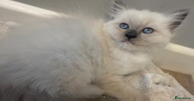 Ragdoll cats - Advert 10