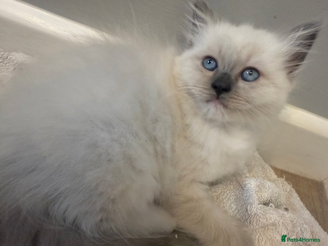 Ragdoll cats for sale: Stunning mink Ragdoll baby’s! 🩶🐱🩶 - Image 2