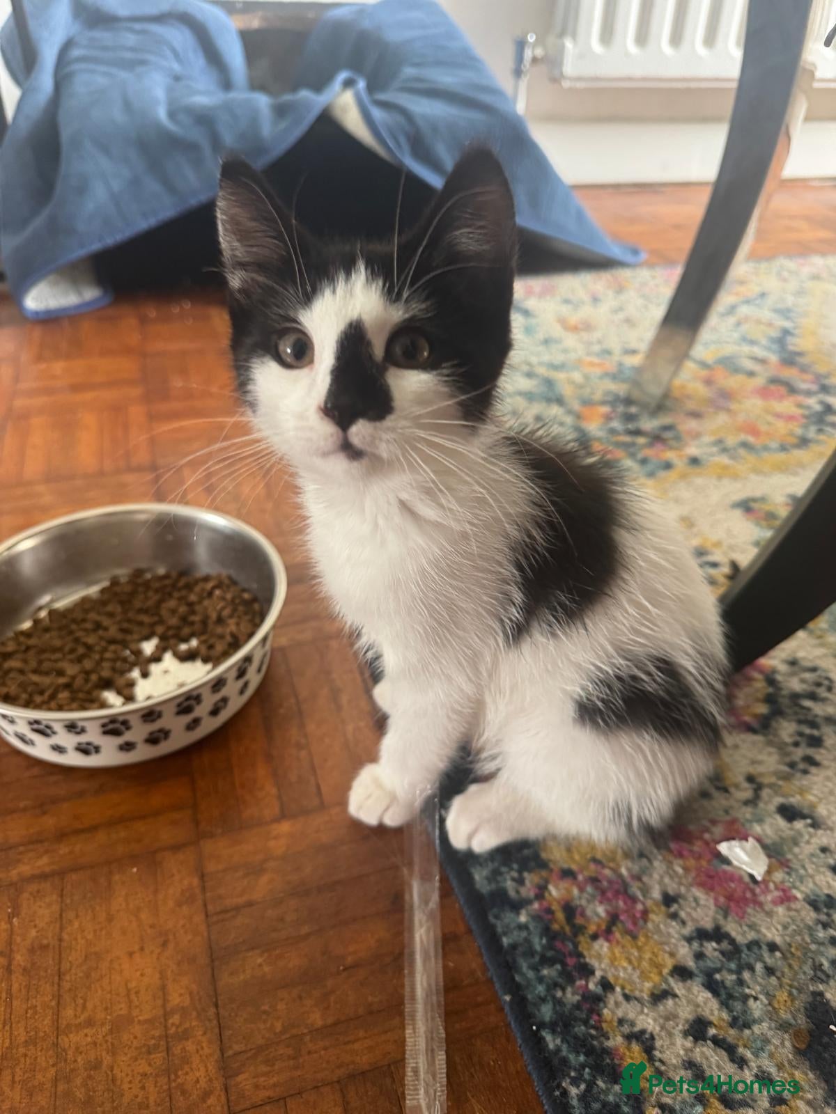 Mixed Breed cats Beautiful kittens for rehoming - Advert 5