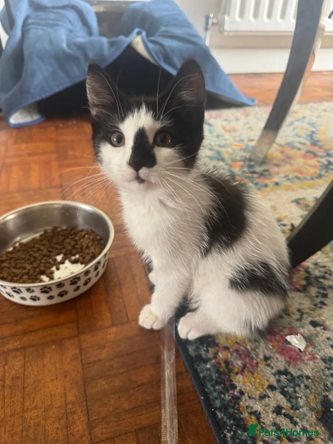 Mixed Breed cats for sale: Beautiful kittens for rehoming - Advert 1