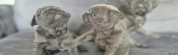 French Bulldog dogs for sale: 1 Stunning boy left full kc registered - Advert 3