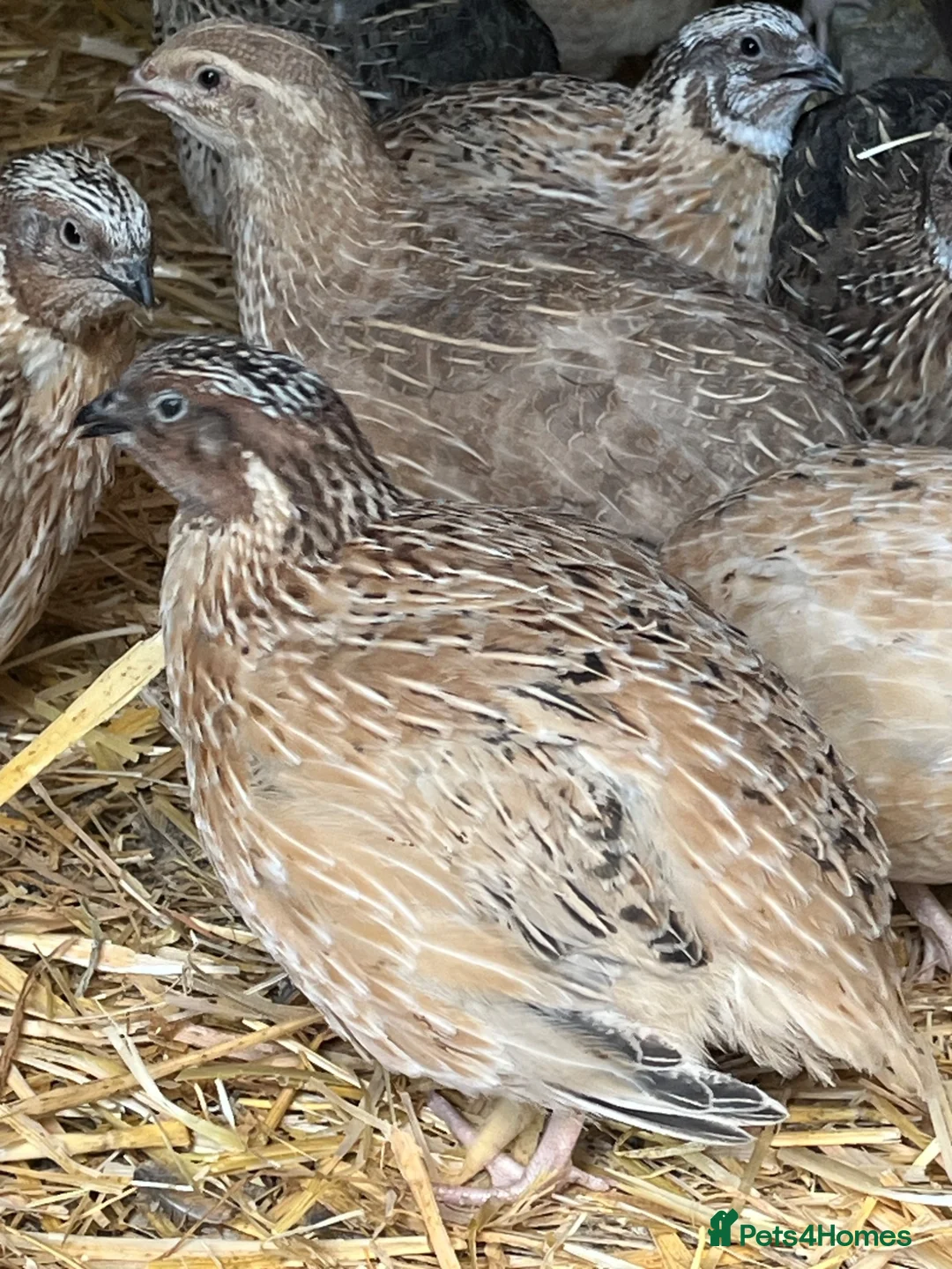 Quail poultry for sale: Coturnix & Golden Quail in Ludlow - Advert 4