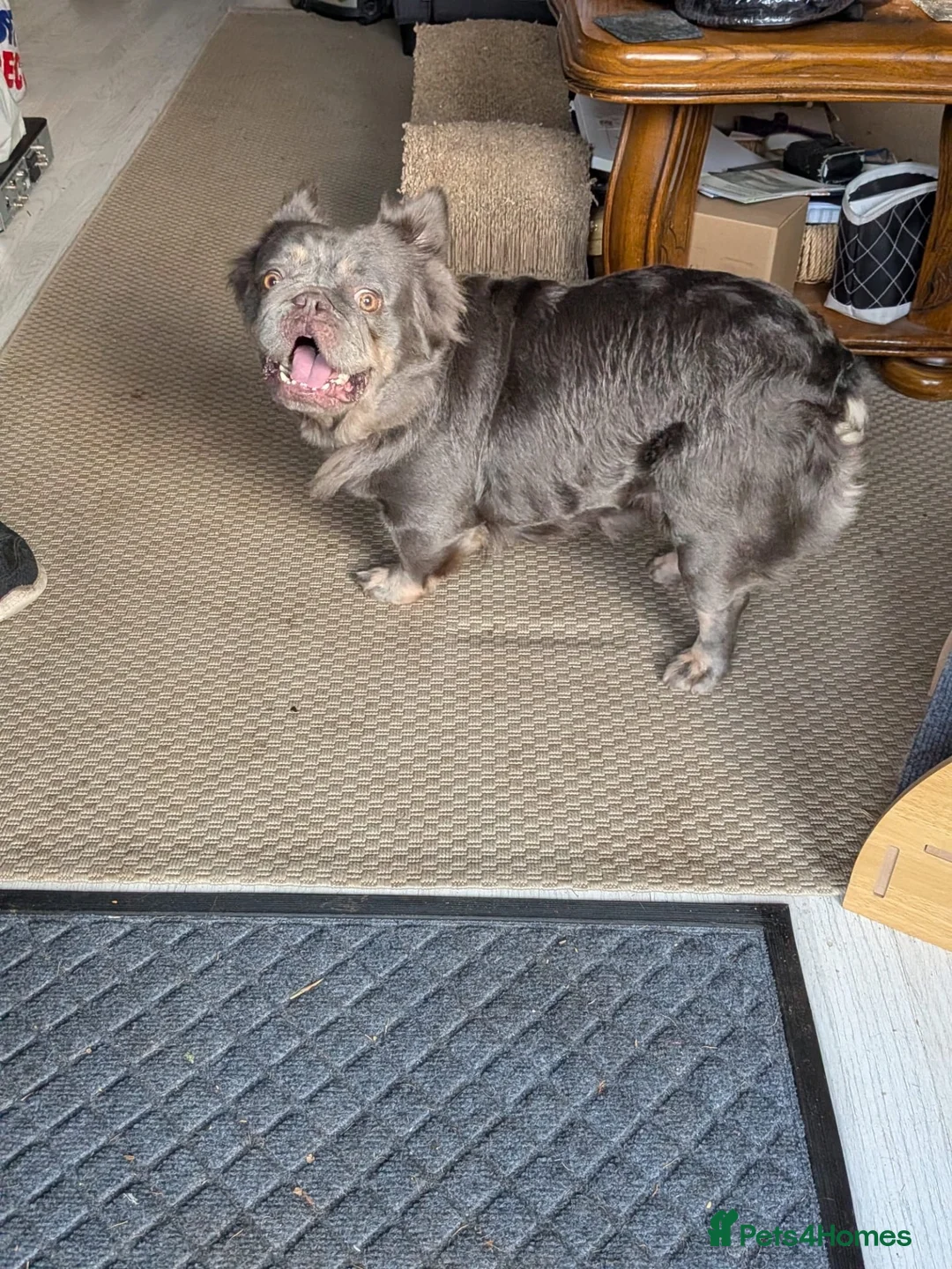 French Bulldog dogs for sale: Macy Fluffy french bulldog for sale  in Rugby - Advert 1