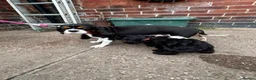 Cavapoo dogs for sale: ⭐️4 Stunning little black cavapoos⭐️ - Advert 3
