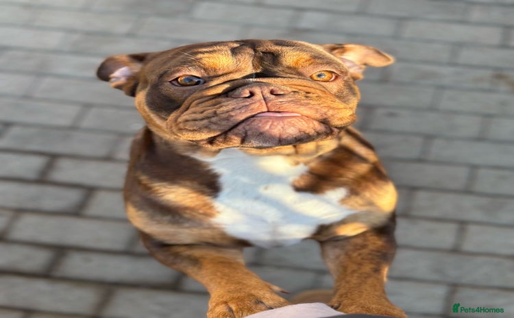 English Bulldog dogs - Advert 1