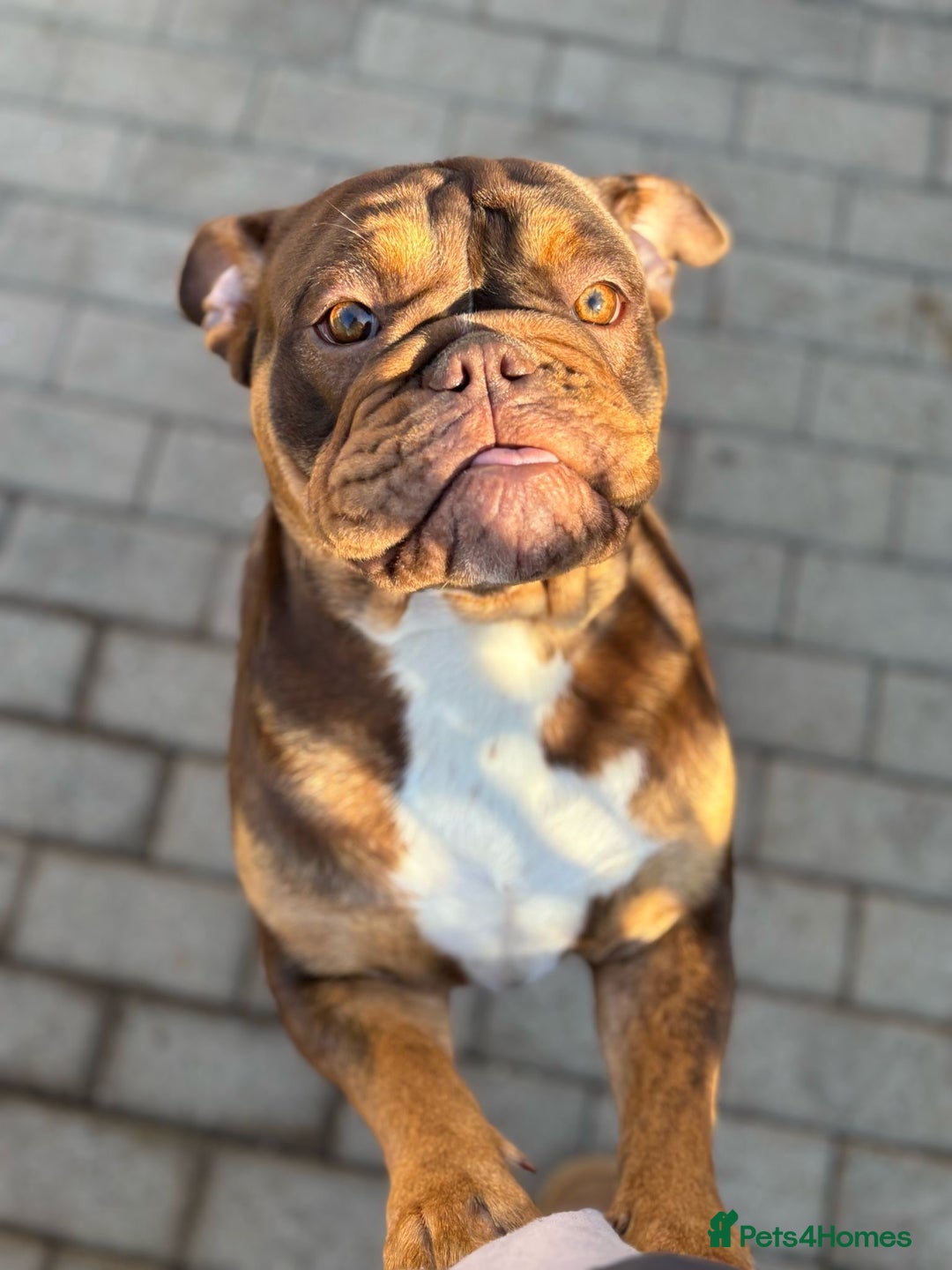 English Bulldog dogs for sale: 1 year old female bulldog - Image 2