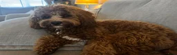 Cavapoo dogs for sale: Outstanding quality, F1b Cavapoo babies - Advert 27