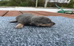 Dachshund dogs for sale: Dachshund puppies for sale  - Image 2