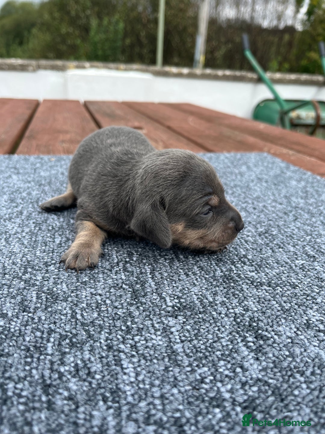 Dachshund dogs for sale: Dachshund puppies for sale  - Image 2
