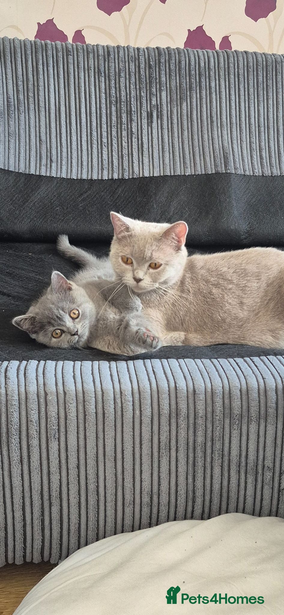 British Shorthair cats British shorthair kitten for sale  - Advert 7