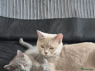 British Shorthair cats British shorthair kitten for sale - Advert 7