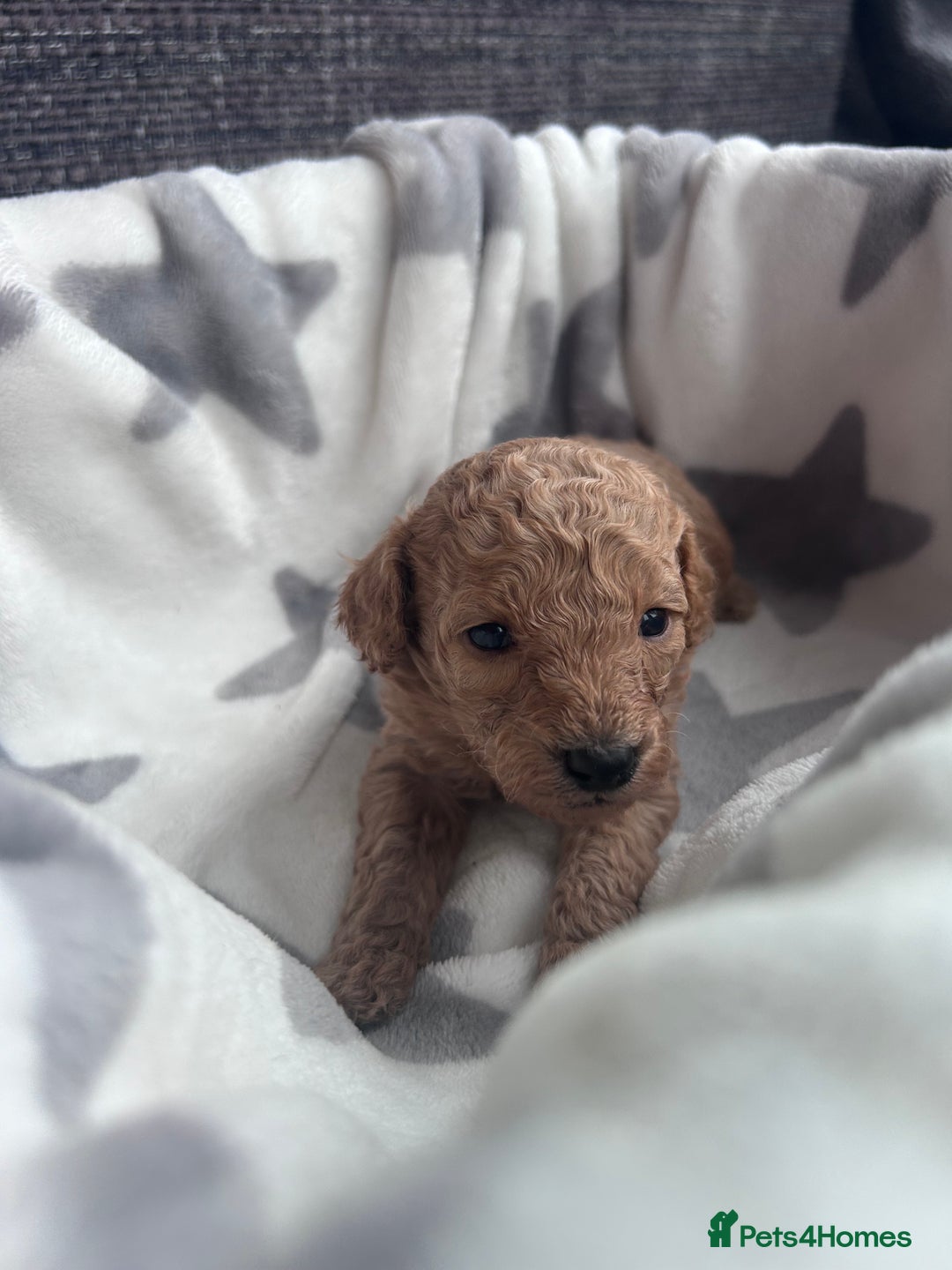 Miniature Poodle dogs for sale: Miniature poodles - Advert 12