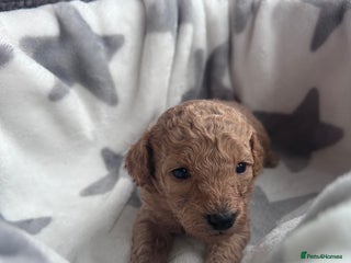 Miniature Poodle dogs Miniature poodles - Advert 4