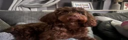 Cockapoo dogs for sale: 5* cockapoo puppies  - Advert 17