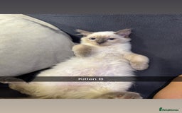Ragdoll cats for sale: Bluepoint ragdolls  - Image 9