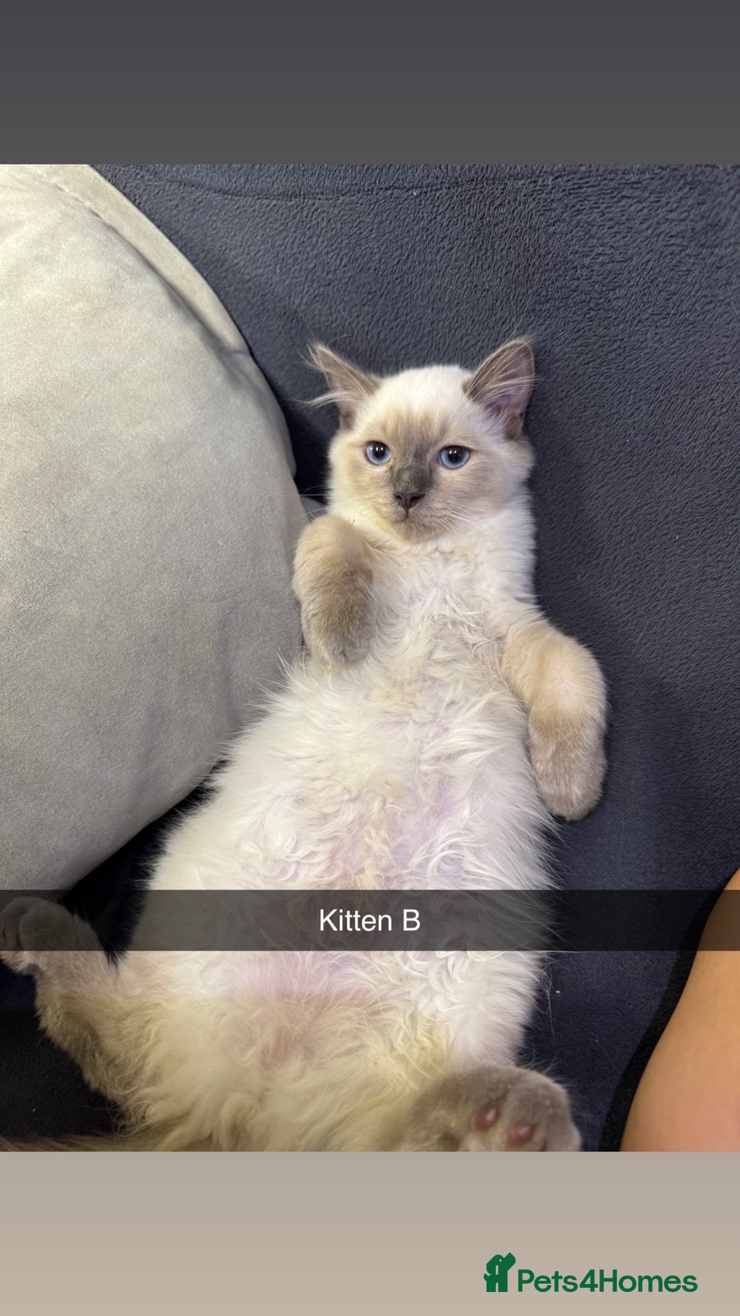Ragdoll cats for sale: Bluepoint ragdolls  - Image 9