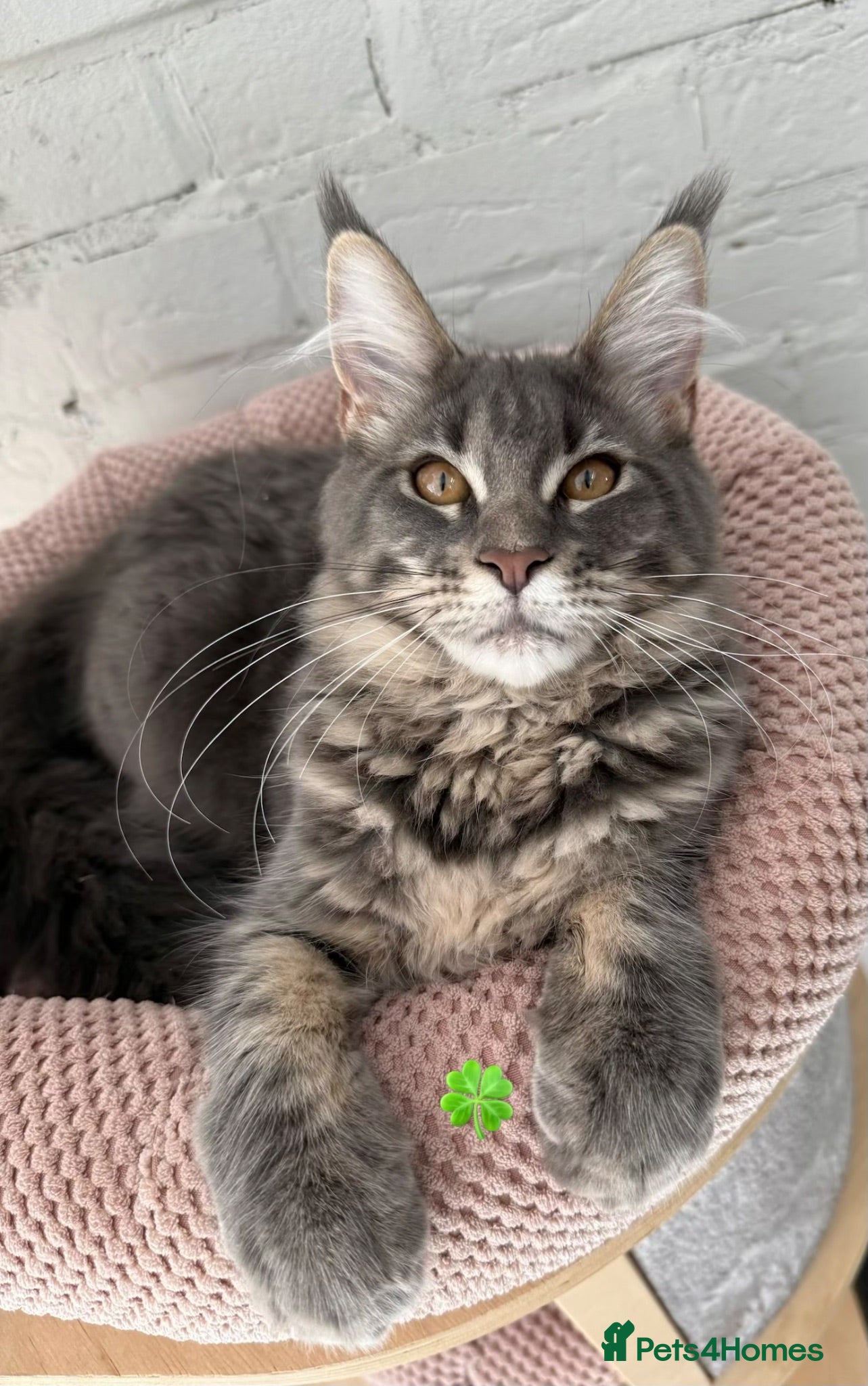 Maine Coon cats Pedigree Massive TICA registered kittens  - Advert 1