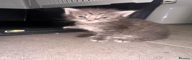 Maine Coon 5