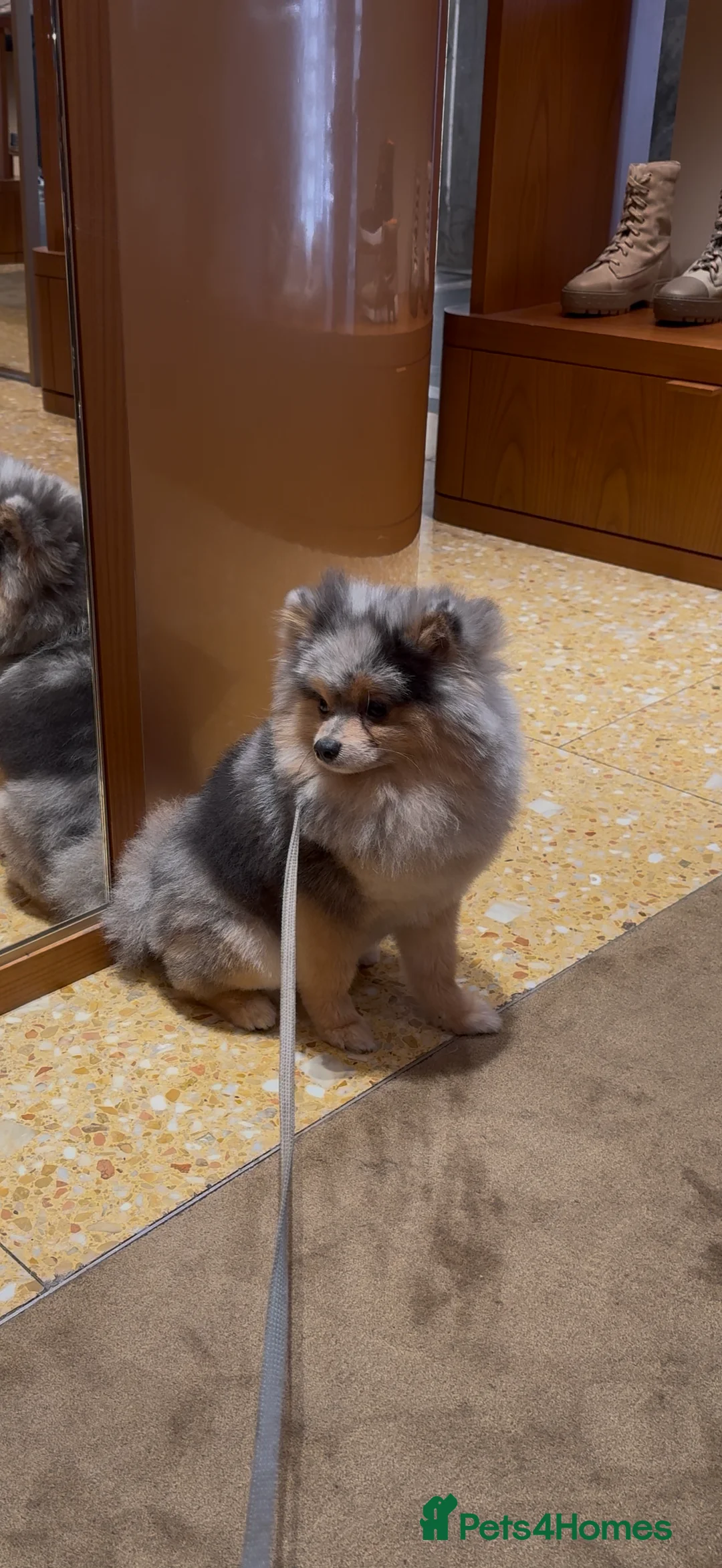 Pomeranian dogs for stud: Rare Blue & Tan Merle Pomeranian Stud – London  - Advert 11