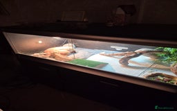 Bearded Dragon reptiles for sale: Bearded dragon plus viv - Advert 2