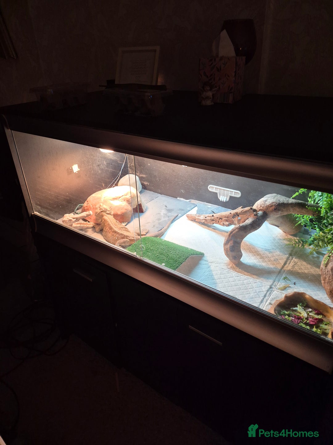 Bearded Dragon reptiles for sale: Bearded dragon plus viv - Advert 2