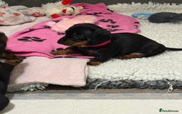 Miniature Dachshund dogs for sale: ✨ READY NOW  KC MINIATURE DACHSHUND PRA CLEAR   - Advert 19